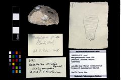 Foto (Objekt + Etikett) von Mesogalathea striata (Remeš, 1895)  (NHMW-GEO-1990-0041-3132)